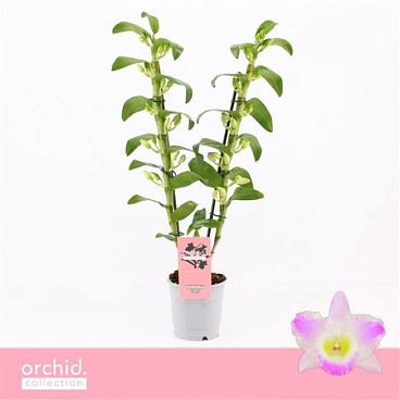 Dendr Nob 2st Pandora Orchid Collection