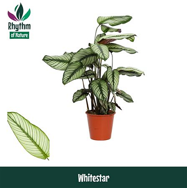 Calathea Whitestar (rhythm Of Nature)