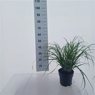 Pennisetum Alop Viridescens