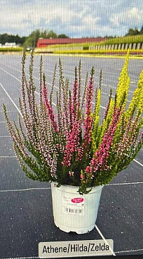 Каллуна обыкновенная Афина/Хильда/Зелда