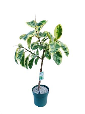 Ficus El Odyilia On Stem