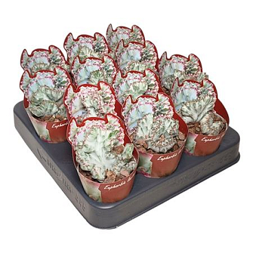 Euphorbia Lactea Crestata White Ghost Potcover