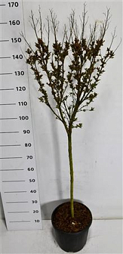 Lagerstroemia I. Coconut Sorbet On Stem