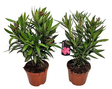Nerium Oleander Bush