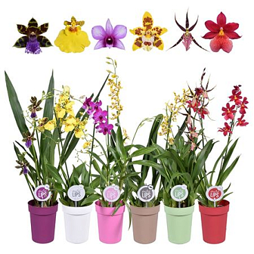 Orchid 2st Mix In Colourpot (morelips)