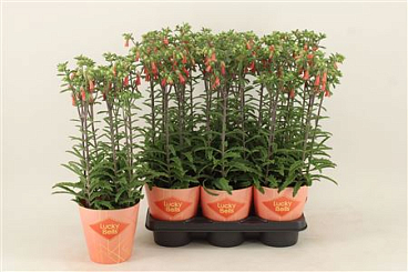 Kalanchoe Lucky Bells