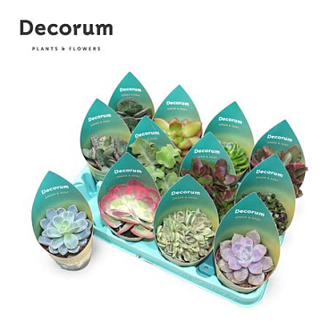Succulent Mix (12spc.) (dec)