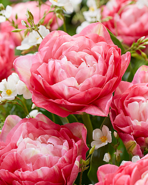 Тюльпан махровый поздний Дабл Шуга