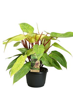 Philodendron Painted Lady