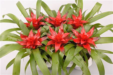 Guzmania Blitz