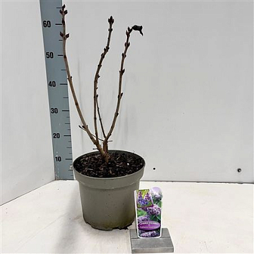 Syringa Vulg Katherine Havemeyer