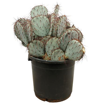 Opuntia Violacea