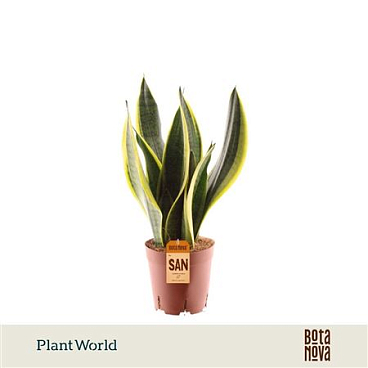 Sansevieria Futura Superba 3pp