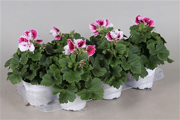 Pelargonium Grandi Bicolor