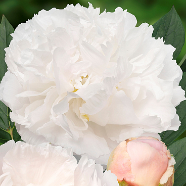 Пион травянистый Мисс Америка в тубе