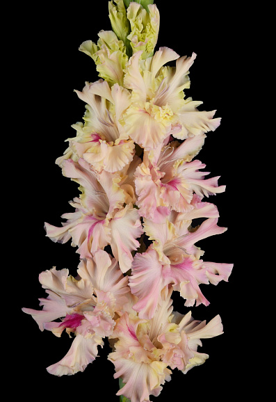 Гладиолус крупноцветковый Жертва Дракону