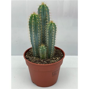 Pilosocereus Azureus