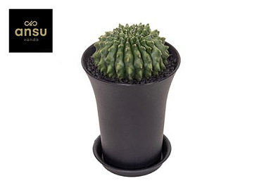 Gymno Cactus Spineless Worm