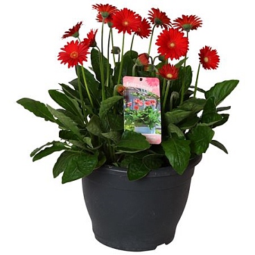 Gerbera Garvinea Red