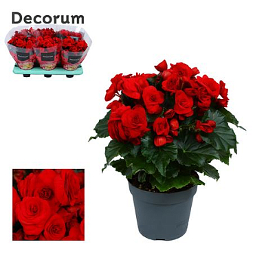 Begonia Baladin Red (decorum)
