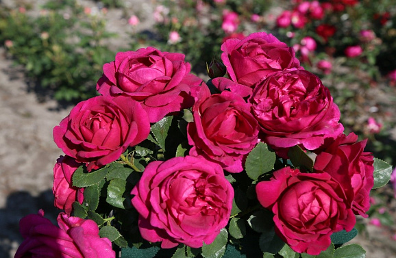 Роза флорибунда Фюр Элизе