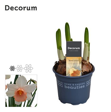 Narcissus Iwona (decorum)