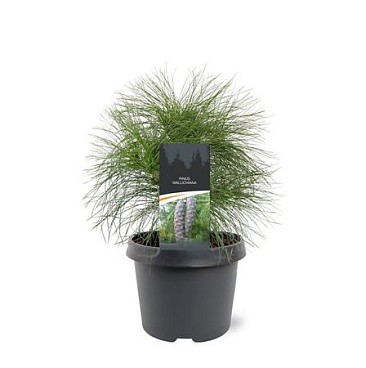 Pinus Wallichiana
