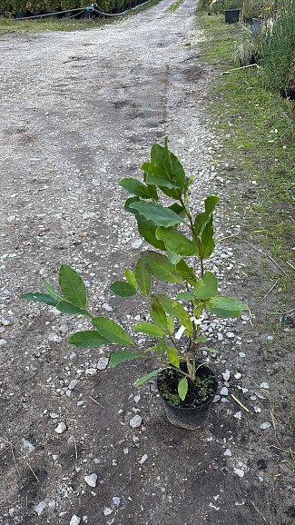 Магнолия стеллата