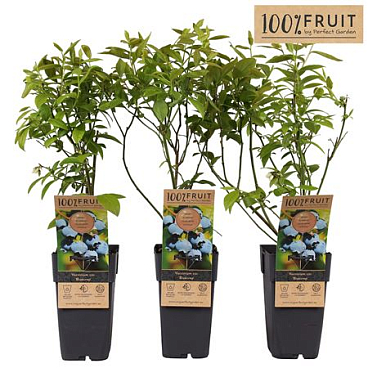 Vaccinium Cor Bluecrop
