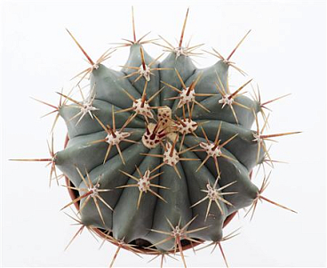 Ferocactua Alamosanus
