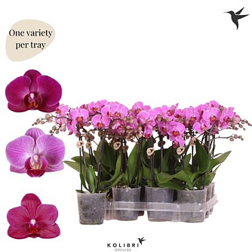 Phal 2st Violet 22+ (ok Plant)