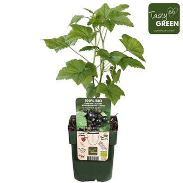 Ribes Nigrum Ben Nevis Bio