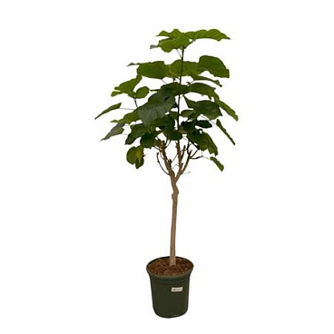 Ficus Umbellata On Stem