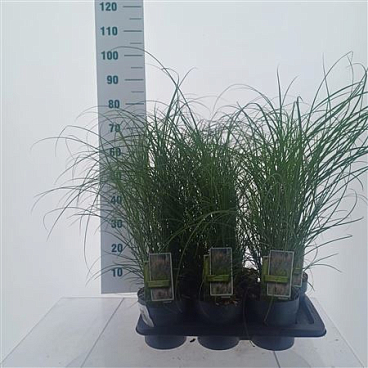 Miscanthus Sin Serengeti