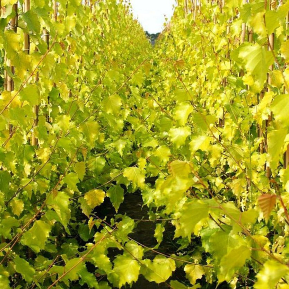 Береза повислая Шневердингер Голдбрайк штамб