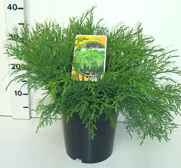 Микробиота перекрестнопарная Сибиртеппе