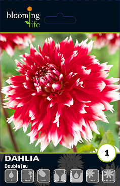 Георгина фимбриата Дабл Жу