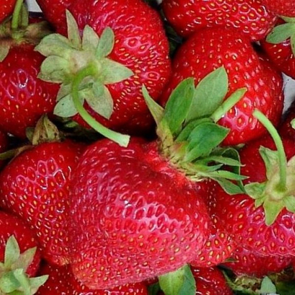 Земляника Лималексия