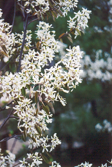 Ирга канадская Принц Уильям