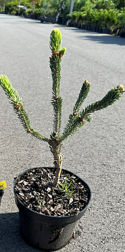 Ель канадская Араукариодес