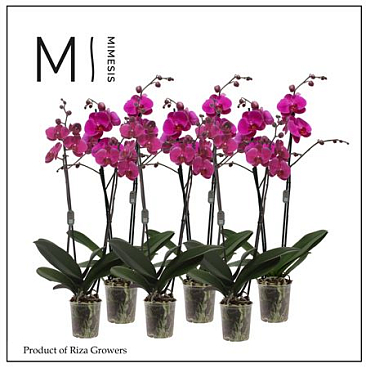 Phal 2st Purple