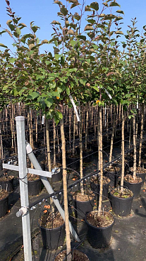 Яблоня Профьюжен штамб