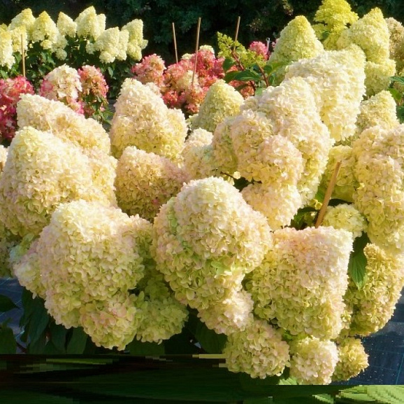 Гортензия метельчатая Диамантино в тубе