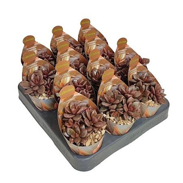Lenopetalum Chocolate Potcover