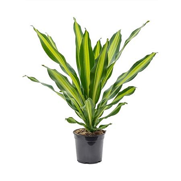 Drac Fragrans Burley