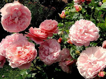 Роза парковая Строберри Хилл