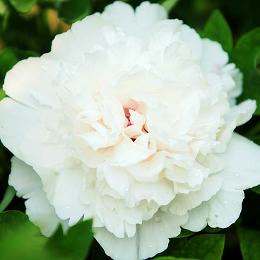 Пион древовидный Снежная Крепость в тубе