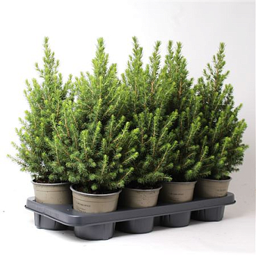 Picea Glauca December