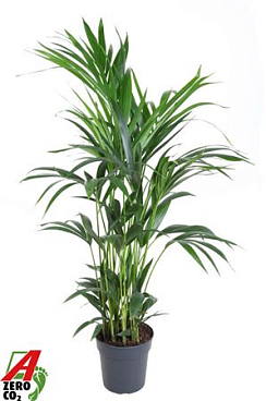 Howea Forsteriana(kentia) P21-120