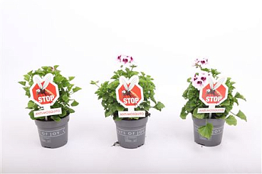 Pelargonium Lizzy Anti-musquito